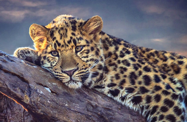 Leopards_编辑