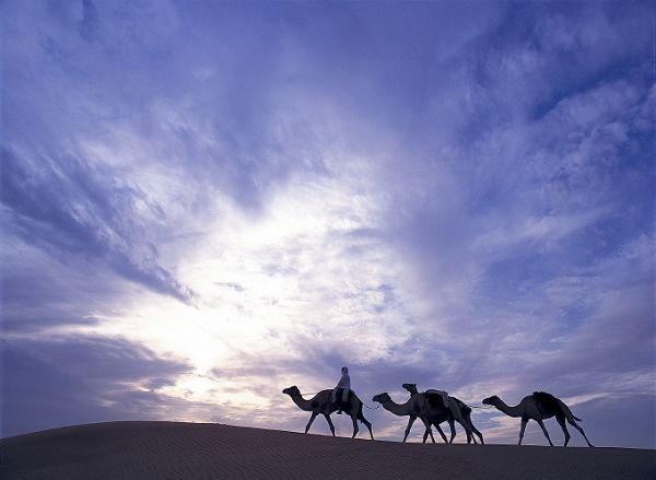 nEO_IMG_nEO_IMG_lux3081ls-95807-Camel ride