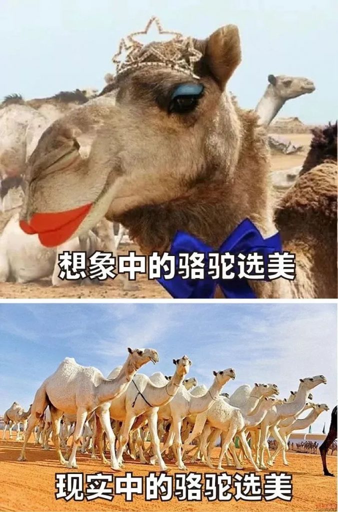 骆驼到底是怎么“选美”的？