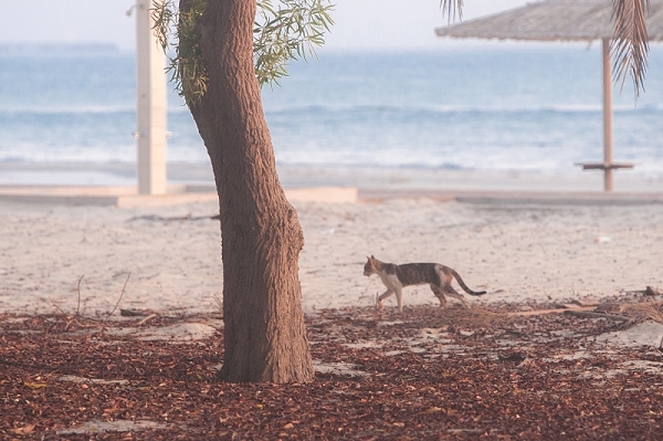 nEO_IMG_nEO_IMG_8R7C1630-2